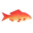 thumbnail image 1 of GUOOL Artificial Carp Ornament for Kitchen Aquarium Decoration Red-Small, 1 of 4