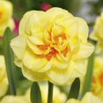 thumbnail image 1 of TASC Narcissus Flower Bulbs-Narcissus Double English Style(10 Bulbs), 1 of 1