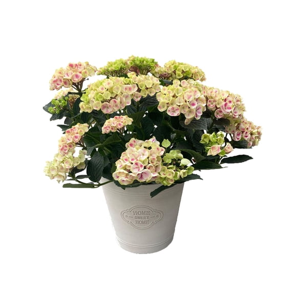 Hortensia 10po dans un Pot Déco