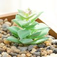 thumbnail image 1 of DIY Artificial Succulent Flocked Plant Fake Cactus Lotus Home Garden Decor, 1 of 1