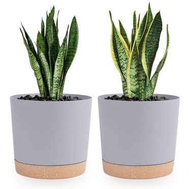 QCQHDU Plant Pots Set of 2 Pack 8 inch,Planters for Indoor Plants with Drainage Holes and Removable Base,Saucer Modern Decorative for Outdoor Garden Planters (Light Grey, 8 inch)