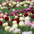 thumbnail image 1 of Bulbes à fleurs - Tulipe double tardive assortie ( 80 bulbes ), 1 of 1