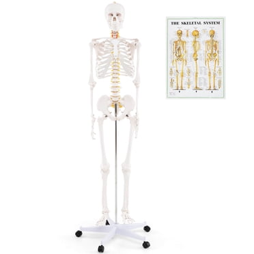 Costway Modèle de Squelette Grandeur Nature de 70,8 Pieds' École de Médecine Cours d'Anatomie Humaine avec Support Roulant