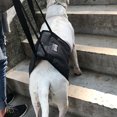 thumbnail image 2 of Pet Safety Care  Assistive Belt For Elderly Disabled And Injured Dogs  For Hind Legs  Buttocks Support Harness, 2 of 6