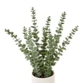 thumbnail image 4 of Anko Art Eucalyptus In Pot, 4 of 4