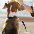 thumbnail image 4 of AURARMLET 10Pcs Metal Dog Leash Snap Hooks with Dual Ends for Outdoor Use and Quick Connect, 4 of 5