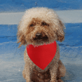 thumbnail image 4 of Dog Bandanas Washable Cotton Triangle Dog Scarfs Reversible Cotton Scarf for Small Medium Large Pets, 4 of 5