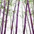 thumbnail image 4 of GSDWIUEW 200+ Mix Giant Bamboo Seeds for Planting Outdoors, Privacy Screen Good for Environment Shade-Landscaping -Tolerant Home Decor Landscaping, Fast Growing, 4 of 8