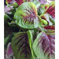 thumbnail image 4 of GSDWIUEW Graines Rouges d'Épinard Chinois – 500 Unités + Étiquette pour Plante, Graines de Légumes d'Amaranthus Tricolor pour la Plantation à la Maison, au Jardin et en Pots, 4 of 4