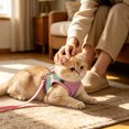 thumbnail image 4 of Pet Harness and Leash Set, Breathable Mesh Vest with Adjustable Straps, Color Block Dog Cat Walking Strap, Polyester, Orange/Pink/Red/Green/Blue, 1 Set, 4 of 6