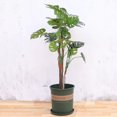 thumbnail image 3 of Plastic Gallon Flowerpot Flower Planter Basket Nursery Pot Balcony Decoration, 3 of 8
