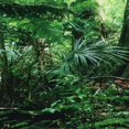 thumbnail image 4 of Fond de Forêt Tropicale, Affiche HD en PVC pour Aquarium, pour Reptile Boîte 91x50 cm, 4 of 8