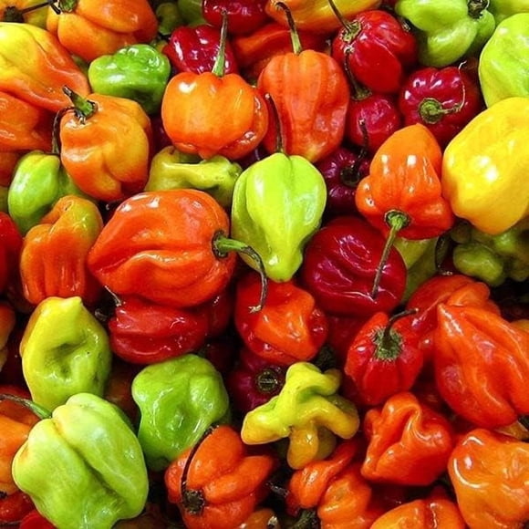 HJADGG Scotch Bonnet Pepper 35-40 Seeds , Heirloom & Organic Seed
