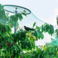 thumbnail image 3 of LSLJS Green Bird Netting To Plants Fruit Trees Birds Small-eyed Bird Netting, Home Accessories, 3 of 9
