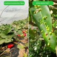 thumbnail image 4 of Pluokvzr Filet de Protection pour Jardin Légumes Cultures Plante Filet Insecte Oiseau Filet de Protection, 4 of 9