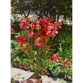 thumbnail image 4 of HIGHGW Butterfly Ranunculus Bulbs Buttercup Bare Roots for Planting Canada, Perennial Flower Ranunculus asiaticus, Double Ranunculus Bare Roots for Cut Flowers Garden Indoor Outdoor (10, Musa), 4 of 7