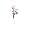 thumbnail image 1 of Magnolia Grand Spray Vieux Rose, 1 of 3