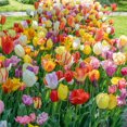 thumbnail image 1 of TASC Bulbes de tulipes - Tulipe Printemps éternel (20 bulbes), 1 of 1