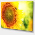 thumbnail image 2 of Sunflower Blooming on Field - Large Animal Canvas Art Print, 2 of 4