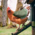 thumbnail image 1 of RKSTN Chicken Saddle Hen Apron Hen Protective Cover with Elastic Hen Wing Protective Cover, 1 of 2