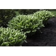 thumbnail image 2 of Hosta Patriot, pot de 7,5 L (2 gal), 2 of 4