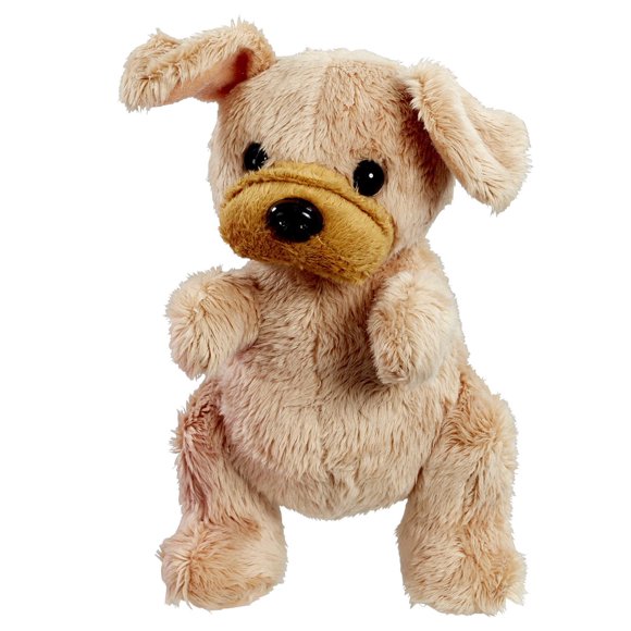 Scruffy Scruffies Animaux Chiot Cooper