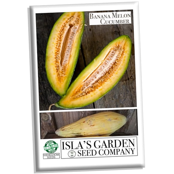 Banana Melon Cucumber Seeds, Exotic and Rare, 120+ Heirloom Seeds Per Packet, (Isla's Garden Seeds), Non GMO Seeds, Scientific Name: Cucumis metuliferus