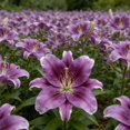 thumbnail image 4 of GSDWIUEW Lily Bulbs-2 or 4 Bulbs per Package Cold-Resistant Perennial Bulbs for Gardens, Easy-Grow. (Purple,2), 4 of 4