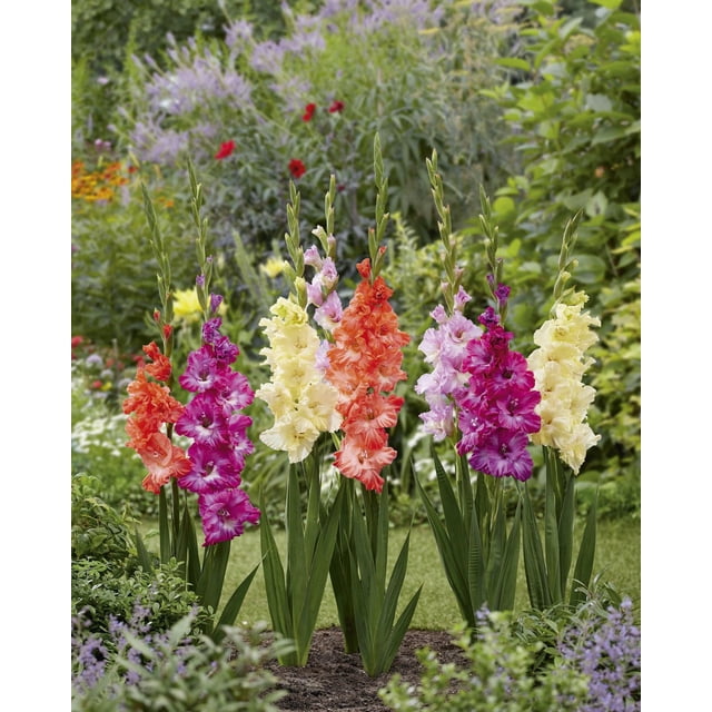 TASC Flower Bulbs- Gladiolus Flamencos