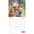 thumbnail image 3 of Foxes 2026 Square Wyman, 3 of 3