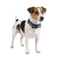 thumbnail image 1 of One Paw, Reflective Silicone Dog Collar with Metal Buckle, Water Repellent, Multiple Sizes, 1 of 12