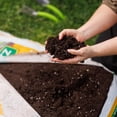 thumbnail image 4 of Schultz Organic Container Potting Soil Mix, 4 of 4
