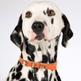 thumbnail image 4 of REK Candy Color Pet Collar Minimalist Cat & Dog Collar With (Adjustable Leather Neckband), 4 of 5