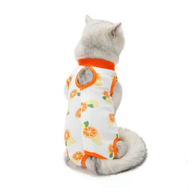 Chirurgie d'Été pour la Stérilisation des Chats après la Récupération pour les Chats