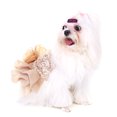 thumbnail image 3 of Été Animal de Compagnie Tissu Petit Chien Robe de Mariée Or Chien Robe Chiot Paillettes Princesse Bulle Jupe Costume de Mariage, 3 of 8
