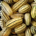 thumbnail image 4 of 50 DELICATA SQUASH Striped Sweet Potato Cucurbita Pepo Vegetable Seeds, 4 of 10