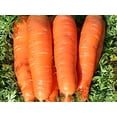 thumbnail image 4 of GSDWIUEW Sweet Carrot Alenka Early Red Heirloom Vegetable for Planting, 4 of 8