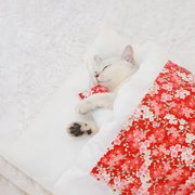 EGNMCR Dog Beds, Pet Beds Pet litter closed removable and washable quilt warm pet litter (size s) Cat Bed