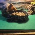 thumbnail image 4 of Reptile Carpet Terrarium Liner Bedding Reptile Substrate Mat Tank Accessories for Bearded Dragon Snake Lizard Tortoise Leopard Gecko, 4 of 7