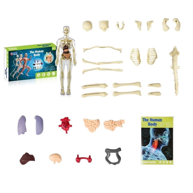 HAOAN Kids Anatomy Toys Human Body Model Assembled Human Torso Organ Model for Kids Children Learning Science Anatomy Ages 6+ (Multi-Type)