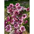 thumbnail image 2 of GSDWIUEW Butterfly Ranunculus Bulbs Buttercup Bare Roots for Planting Canada, Perennial Flower Ranunculus asiaticus, Double Ranunculus Bare Roots for Cut Flowers Garden Indoor Outdoor (30, Thiva), 2 of 6