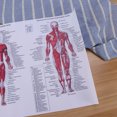 thumbnail image 3 of CRAFTHROU 1Set Silk Multi-Colored Anatomical Human Anatomy Posters for Educational Hanging Picture 17.3x12.9in, 3 of 5
