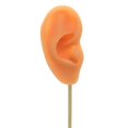 thumbnail image 3 of Earring Display Stand Human Ear Stud Showcase Model Stud Holder Showcase Jewelry Organizer Right Normal Skin, 3 of 9