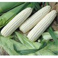 thumbnail image 4 of GSDWIUEW Seeds Corn Delicacy White Sugar Sweet Giant Heiroom Vegetable for Planting, 4 of 8