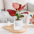 thumbnail image 1 of Transparent Hydroponic Small Potted Pots Indoor Living Room Desktop Transparent Hydroponic Plastic Flower Pots A Must For Green Lovers Transpare, 1 of 6