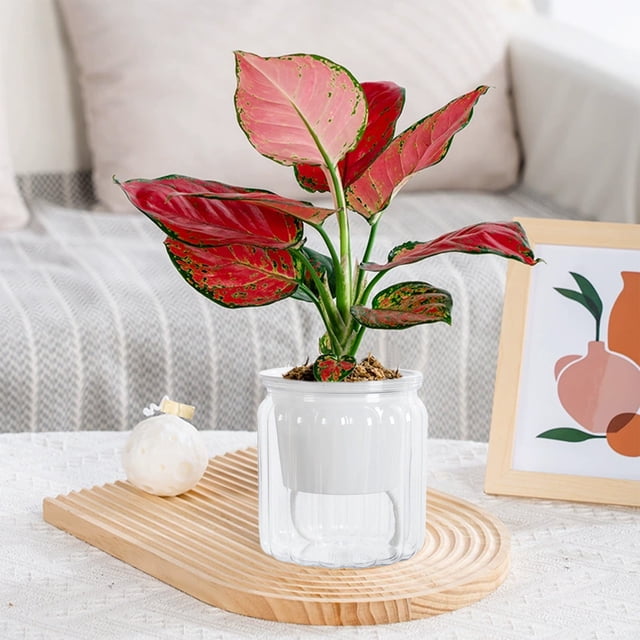 Transparent Hydroponic Small Potted Pots Indoor Living Room Desktop Transparent Hydroponic Plastic Flower Pots A Must For Green Lovers Transpare