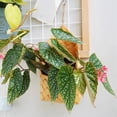 thumbnail image 3 of Hand-Woven Rattan Wall Mounted Organizer and Decorative Planter Vase for Stylish Home Storage Solutions, 3 of 4