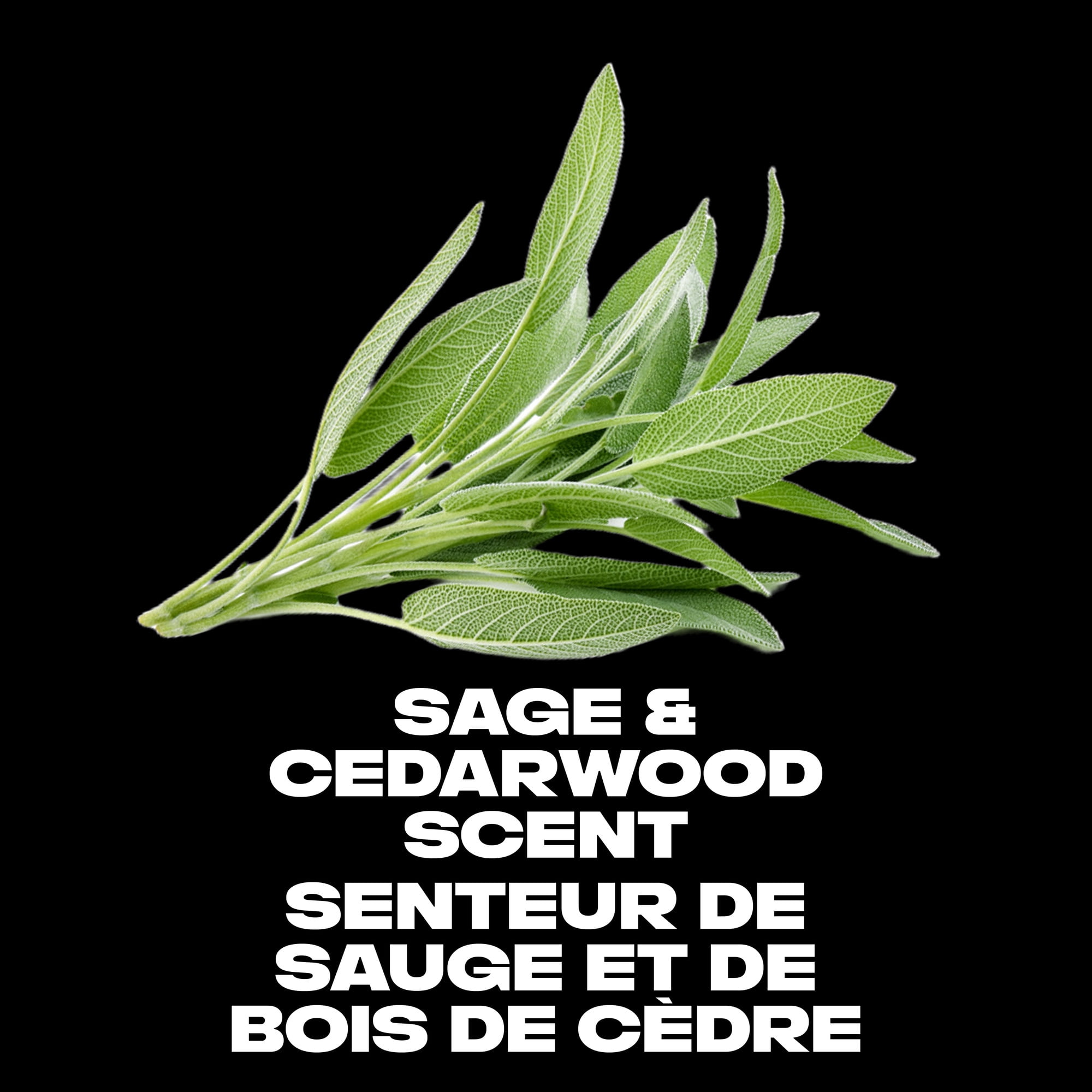 AXE Bâton Désodorisant Protection 48 H Apollo Sauge et Boix de Cèdre, 85 g