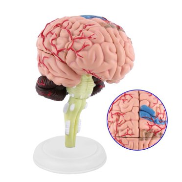 Cergrey 1pcs Disassembled Anatomical Human Brain Model Medical Teaching Tool Toy, Human Brain, Medical Model