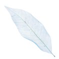 thumbnail image 4 of Abbracc 50Pcs Natural Magnolia Skeleton Leaf Leaves Cards Making Scrapbooking Crafts, 4 of 9